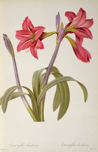 Amaryllis Brasiliensis, from 